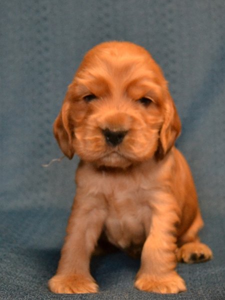 5 - sv. fialový pejsek.JPG